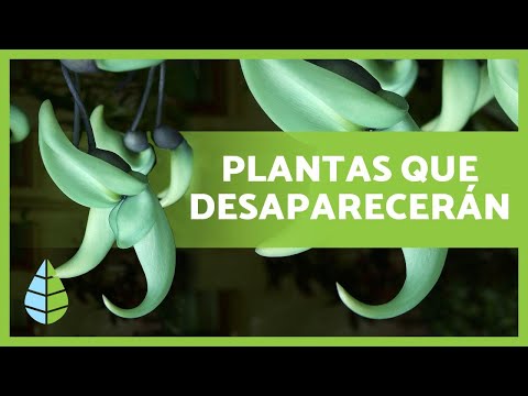 Plantas en peligro de extinción en bolivia - 3 - mayo 18, 2022