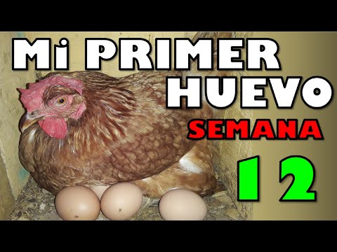 Cuanto tiempo tarda una gallina en poner un huevo - 75 - mayo 18, 2022