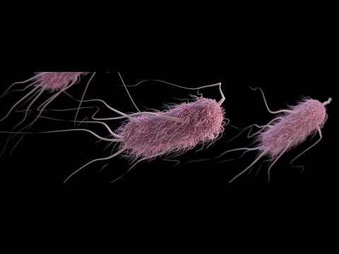 Como eliminar la bacteria escherichia coli en la orina - 21 - mayo 18, 2022