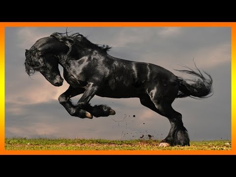Que significa soñar con un caballo negro y jinete - 11 - mayo 18, 2022