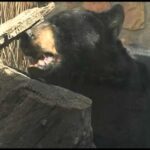 Porque el oso negro está en peligro de extinción