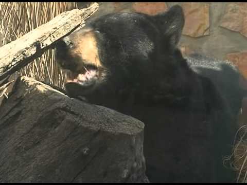 Porque el oso negro está en peligro de extinción - 3 - mayo 18, 2022
