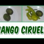 Propiedades del mango ciruelo