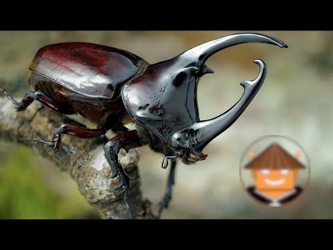 Cuantas patas tiene un escarabajo - 3 - mayo 14, 2022