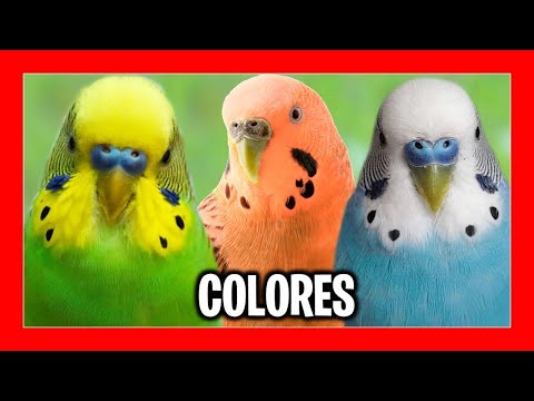 Colores periquitos australianos - 3 - mayo 9, 2022