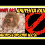 Sonidos que odian las ratas