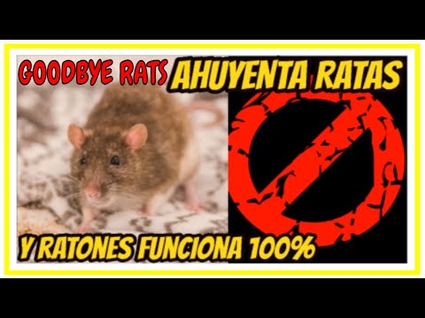Sonidos que odian las ratas - 3 - mayo 6, 2022