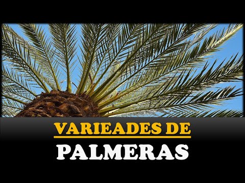 Tipos de palmeras en españa - 7 - mayo 6, 2022
