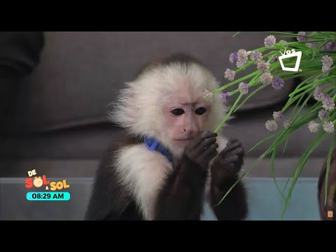 Es legal tener un mono en españa - 55 - mayo 6, 2022