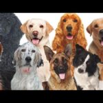 Cuantas razas de perros hay en el mundo