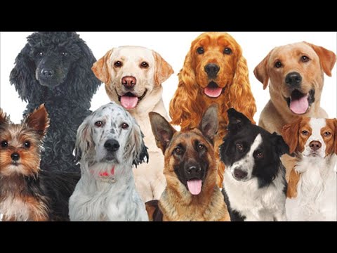 Cuantas razas de perros hay en el mundo - 3 - mayo 6, 2022
