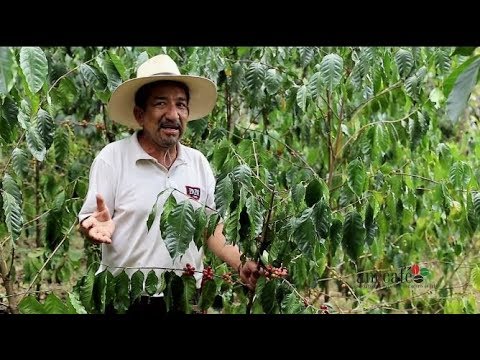 En qué provincia del ecuador se cultiva el café - 43 - mayo 6, 2022