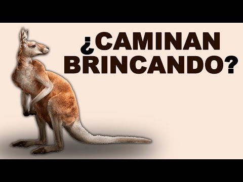 El canguro es carnivoro herbivoro o omnivoro - 3 - mayo 6, 2022