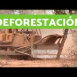 Deforestación y desertificación daños que provoca