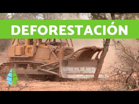 Deforestación y desertificación daños que provoca - 15 - mayo 6, 2022