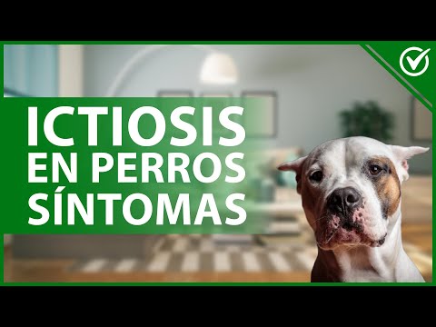 Los Perros y la Ictiosis