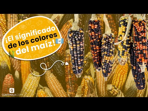 Porque tiene varios colores el maíz - 3 - mayo 3, 2022
