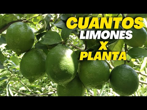 Cuantos kilos de limones da un árbol - 3 - mayo 2, 2022