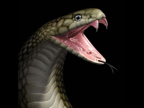 Que significa la serpiente en la brujería - 17 - mayo 2, 2022
