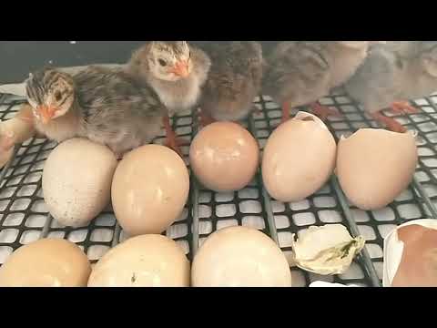 Gallina de guinea huevos - 11 - mayo 2, 2022