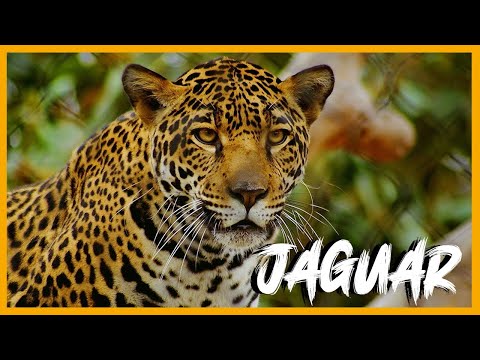 Cuántos años viven los jaguares - 3 - mayo 2, 2022