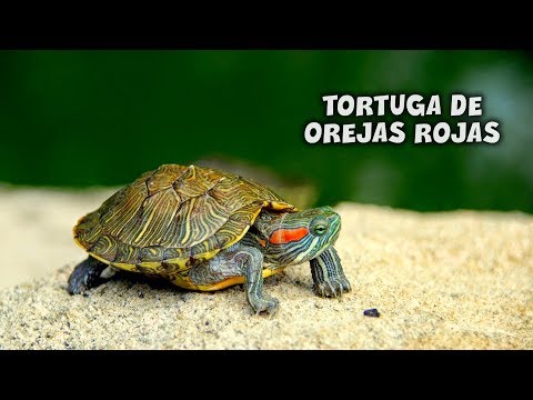 Cuanto vive una tortuga de orejas rojas - 7 - mayo 2, 2022