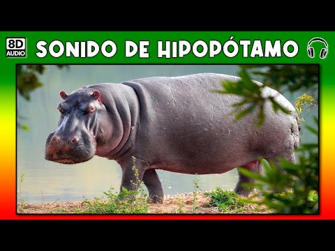 Sonido de hipopotamo - 3 - mayo 2, 2022