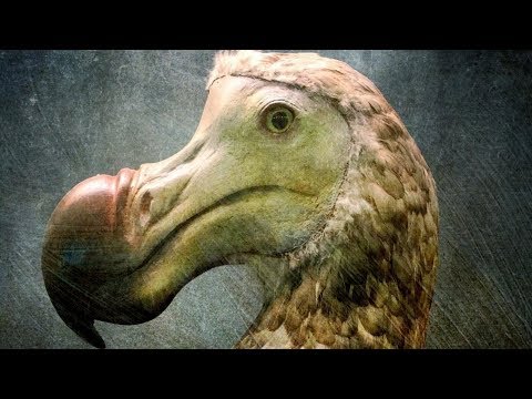 Cuando se extinguió el dodo - 3 - mayo 2, 2022