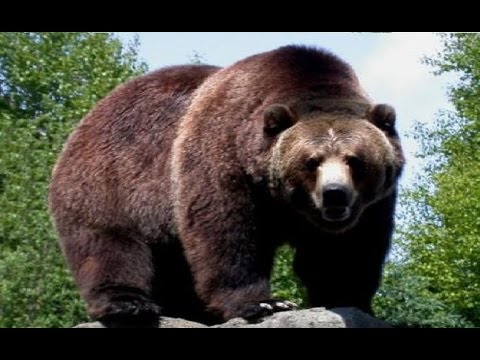 Cual es el oso mas grande - 13 - mayo 2, 2022