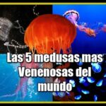 Cómo se conoce a la medusa más peligrosa del mundo