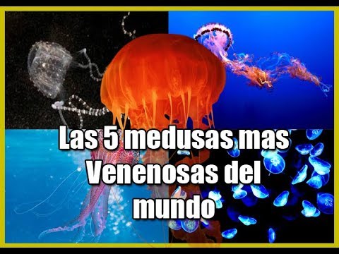 Cómo se conoce a la medusa más peligrosa del mundo - 3 - mayo 2, 2022