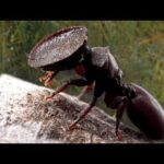 Cuantas hormigas hay en el mundo