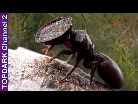 Cuantas hormigas hay en el mundo - 3 - mayo 2, 2022
