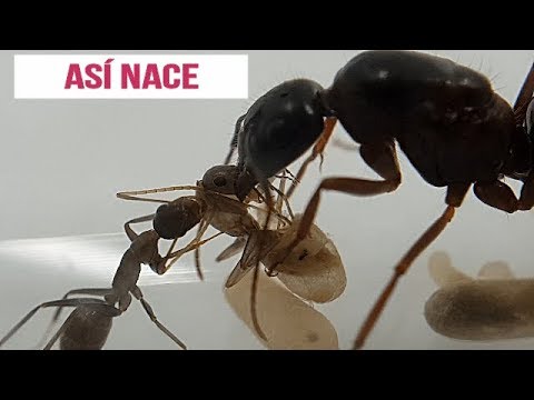 Como nacen las hormigas - 3 - mayo 2, 2022