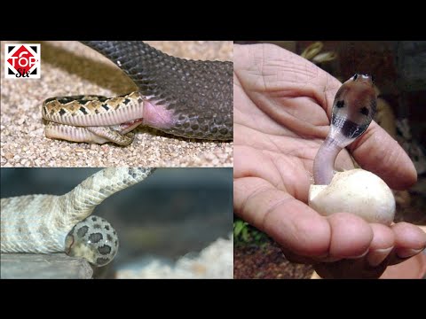 Cuanto tarda en nacer una serpiente - 27 - mayo 2, 2022