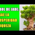 Árbol de jade significado