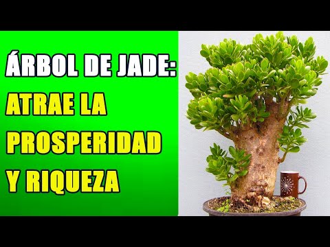 Árbol de jade significado - 3 - abril 16, 2022