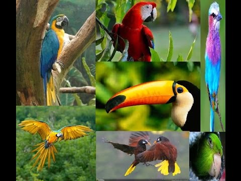 Fauna de la selva húmeda - 3 - abril 16, 2022