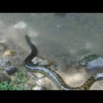 Anaconda mas grande del mundo