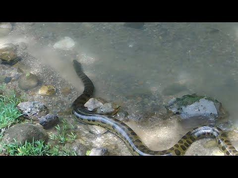 Anaconda mas grande del mundo - 3 - abril 16, 2022