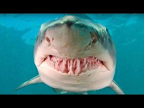 El tiburón más peligroso del mundo - 3 - abril 16, 2022