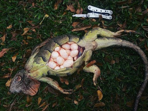 Huevos de iguana - 33 - abril 16, 2022