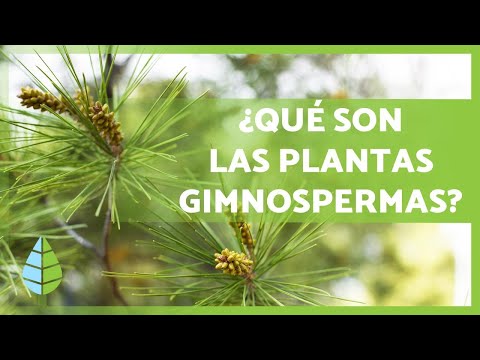 Ejemplos de plantas gimnospermas - 3 - abril 16, 2022