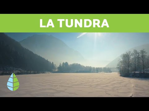 Tundra alpina en mexico - 3 - abril 16, 2022