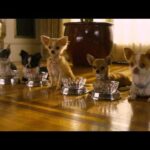 Chihuahua: Nombres de los Perros