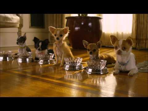 Chihuahua: Nombres de los Perros - 3 - febrero 18, 2023