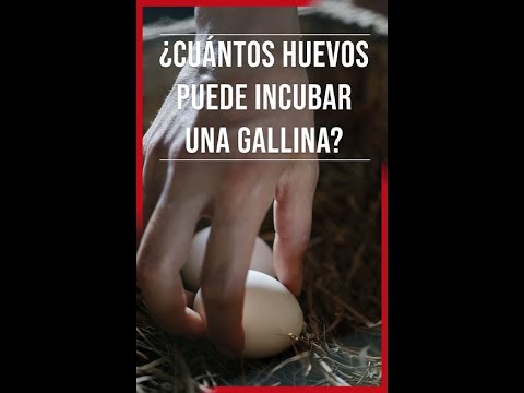 Cuantos huevos puede incubar una gallina - 3 - abril 16, 2022