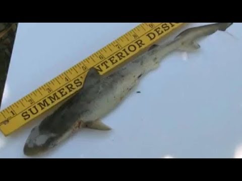 Cuánto mide un tiburón - 3 - abril 16, 2022