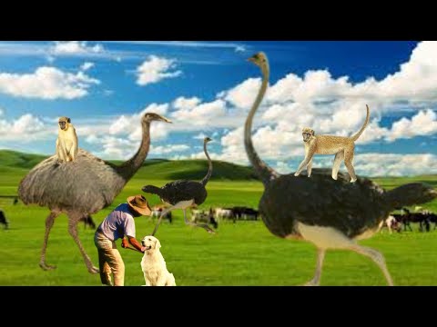Diferencia entre ñandu y avestruz - 3 - abril 16, 2022