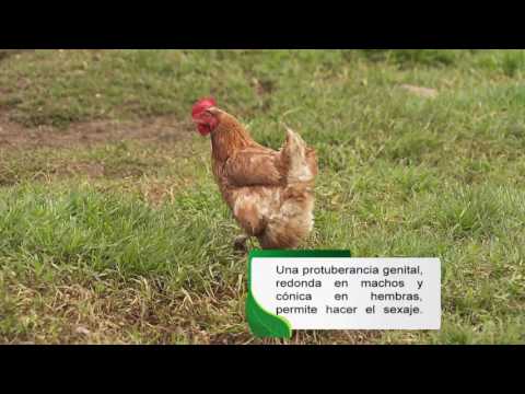 Como fecunda el gallo a la gallina - 3 - abril 16, 2022